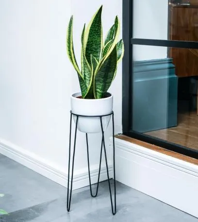 Pianta Stand - Black